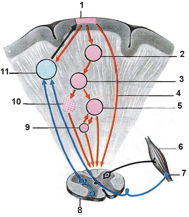  Рис. 2. Нисходящие влияния на мотонейрон [1]. 1- сенсомоторная кора, 2 – полосатое тело, 3 – бледный шар, 4 – пирамидный путь, 5 – красное ядро, 6 – мышечный элемент, 7 – рецептор, 8 – спинальная рефлекторная дуга, 9 – вестибулярное ядро, 10 – ретикулярная формация, 11 – зрительные бугры.