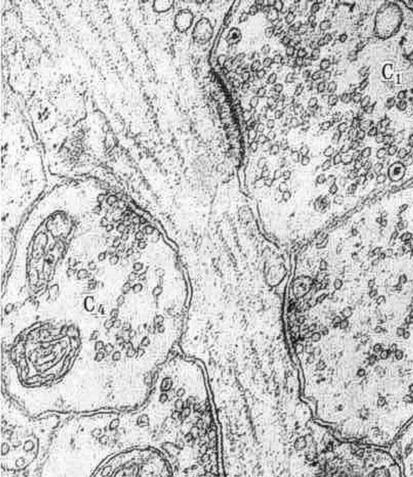  Рис 3А. Электронно-микроскопическая фотография продольного среза фрагмента дендрита. Ретикулярная формация агамы, 1:33000. С1 – С4 – синапсы (1,5-3 мкм). С1 – синапс I типа по Грэю, С4 – синапс II типа по Грэю (E. G. Gray). Фото Н. С. Косицина.