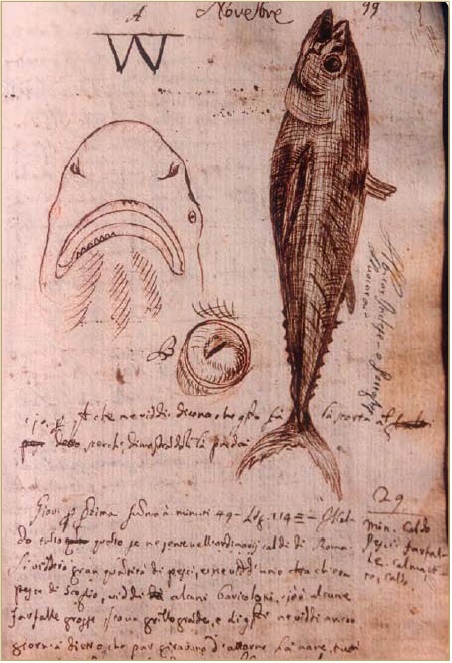 Илл. 11 (справа).
Длинноперый
тунец, акула.
Бортовой журнал
Маттео Рипы
[по: Fatica, 2006,
p. 183]