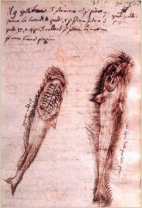 Илл. 15 (справа).
Рыба-ремора.
Бортовой журнал
Маттео Рипы
[по: Fatica, 2006,
p. 186]