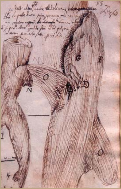 Илл. 3 (слева). Акула. Бортовой журнал Маттео Рипы [по: Fatica, 2006, p. 175]